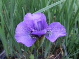 Tavi növények - Iris Kobaltblau
